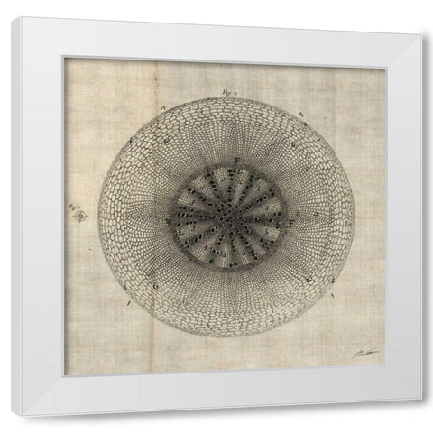 Cross Cut IV White Modern Wood Framed Art Print by Butler, John