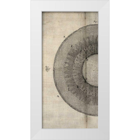 Cross Cut II Left White Modern Wood Framed Art Print by Butler, John