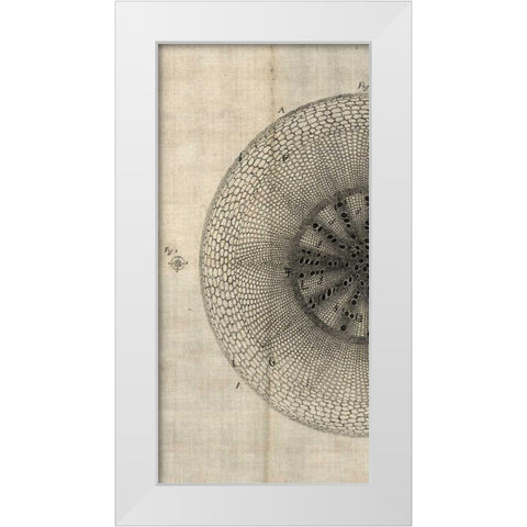 Cross Cut IV Left White Modern Wood Framed Art Print by Butler, John