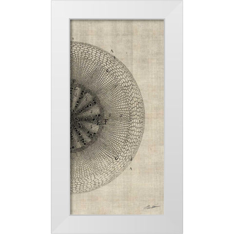 Cross Cut IV Right White Modern Wood Framed Art Print by Butler, John