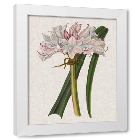 Crinium Lily I White Modern Wood Framed Art Print by McCavitt, Naomi