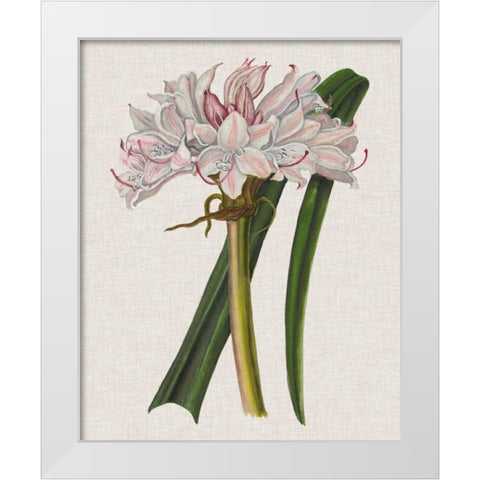 Crinium Lily I White Modern Wood Framed Art Print by McCavitt, Naomi