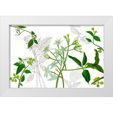 Solanum I White Modern Wood Framed Art Print by Wang, Melissa