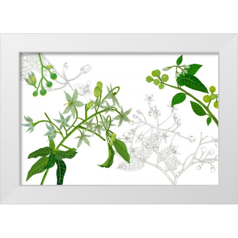 Solanum II White Modern Wood Framed Art Print by Wang, Melissa