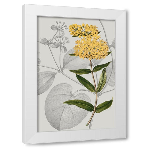 Botanical Arrangement V White Modern Wood Framed Art Print by Vision Studio