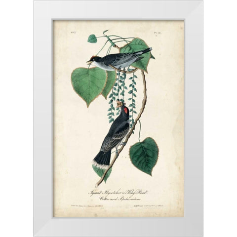 Flycatcher and King Bird White Modern Wood Framed Art Print by Audubon, John James
