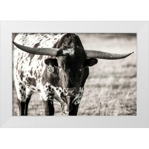 Longhorn Portrait White Modern Wood Framed Art Print by Stockton, Tyler