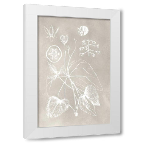 Botanical Schematic II White Modern Wood Framed Art Print by Vision Studio