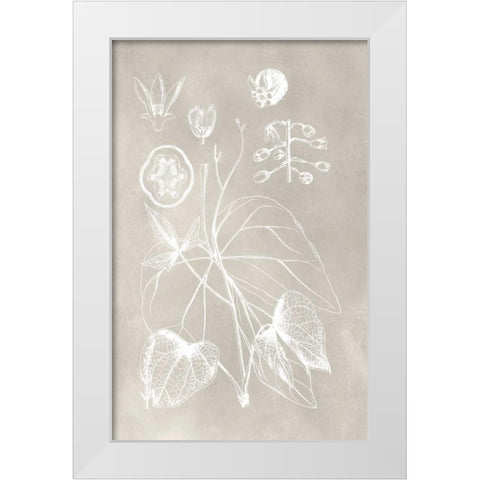 Botanical Schematic II White Modern Wood Framed Art Print by Vision Studio