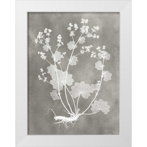 Herbarium Study I White Modern Wood Framed Art Print by Vision Studio