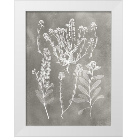 Herbarium Study III White Modern Wood Framed Art Print by Vision Studio