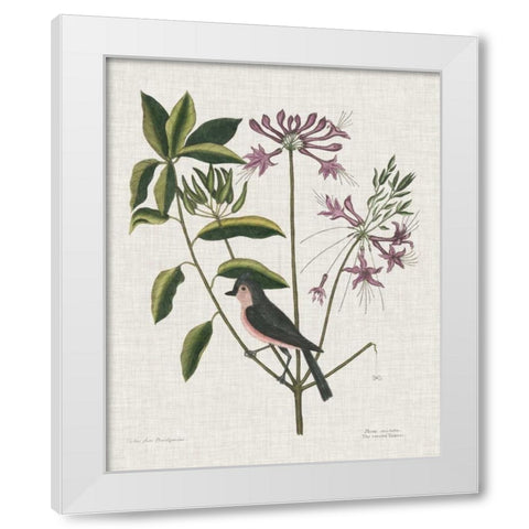 Studies in Nature I White Modern Wood Framed Art Print by Catesby, Mark