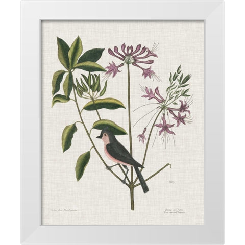 Studies in Nature I White Modern Wood Framed Art Print by Catesby, Mark