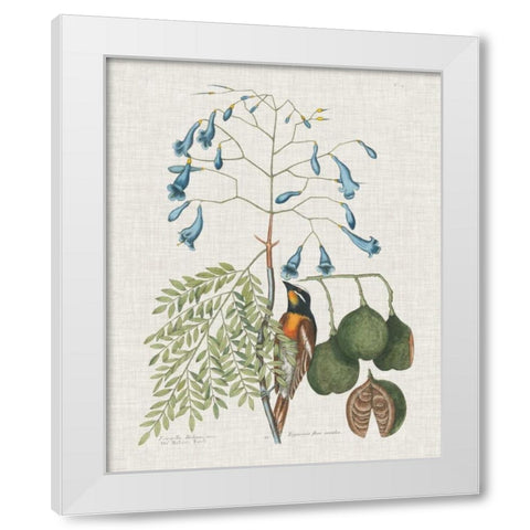 Studies in Nature II White Modern Wood Framed Art Print by Catesby, Mark