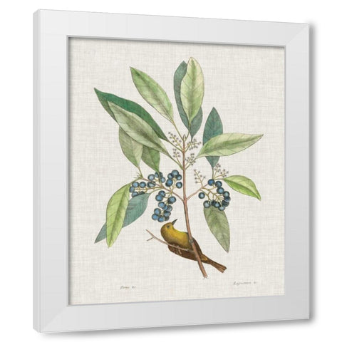 Studies in Nature IV White Modern Wood Framed Art Print by Catesby, Mark