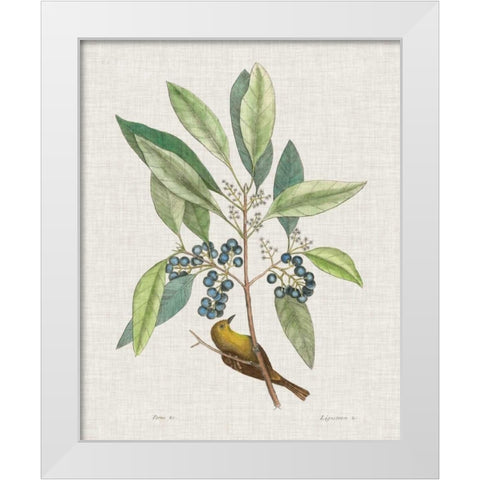 Studies in Nature IV White Modern Wood Framed Art Print by Catesby, Mark