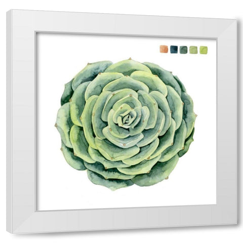 Succulent Swatches IV White Modern Wood Framed Art Print by Popp, Grace