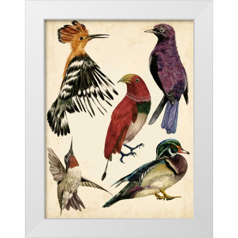 Bird Collection II White Modern Wood Framed Art Print by Wang, Melissa