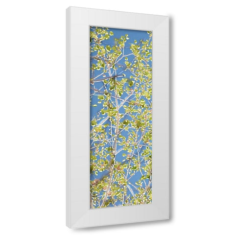Spring Poplars I White Modern Wood Framed Art Print by Chandler, Sharon