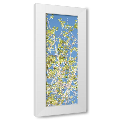 Spring Poplars II White Modern Wood Framed Art Print by Chandler, Sharon