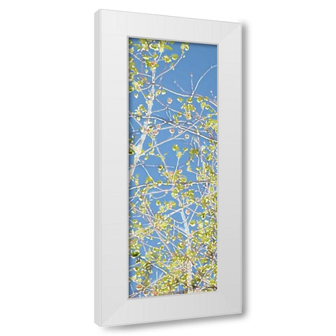 Spring Poplars III White Modern Wood Framed Art Print by Chandler, Sharon