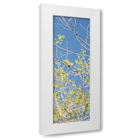 Spring Poplars IV White Modern Wood Framed Art Print by Chandler, Sharon