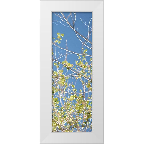 Spring Poplars IV White Modern Wood Framed Art Print by Chandler, Sharon
