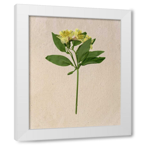 Pretty Pressed Flowers II White Modern Wood Framed Art Print by Wang, Melissa