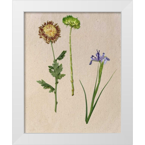 Pretty Pressed Flowers III White Modern Wood Framed Art Print by Wang, Melissa