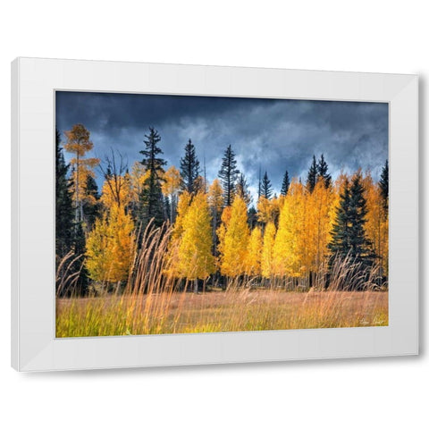 Through the Yellow Trees I White Modern Wood Framed Art Print by Drost, David