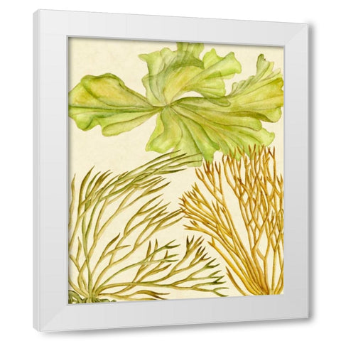 Vintage Seaweed Collection I White Modern Wood Framed Art Print by Wang, Melissa