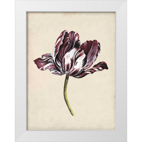Antique Tulip Study I White Modern Wood Framed Art Print by McCavitt, Naomi