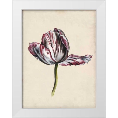 Antique Tulip Study II White Modern Wood Framed Art Print by McCavitt, Naomi