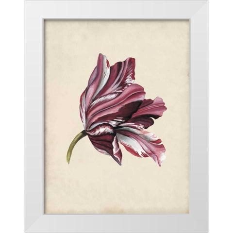 Antique Tulip Study III White Modern Wood Framed Art Print by McCavitt, Naomi