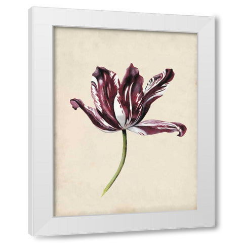 Antique Tulip Study IV White Modern Wood Framed Art Print by McCavitt, Naomi