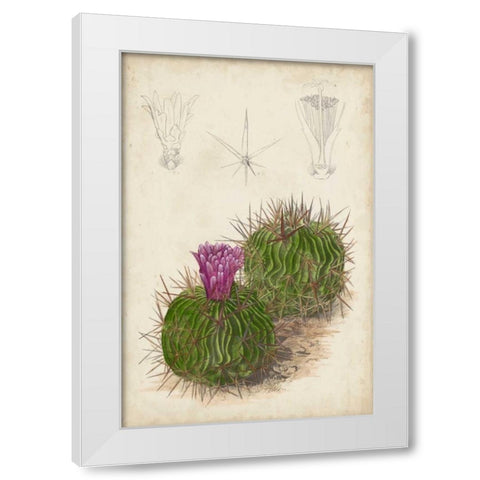 Antique Cactus II White Modern Wood Framed Art Print by Curtis