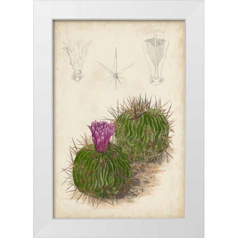 Antique Cactus II White Modern Wood Framed Art Print by Curtis