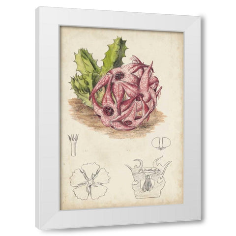 Antique Cactus III White Modern Wood Framed Art Print by Curtis