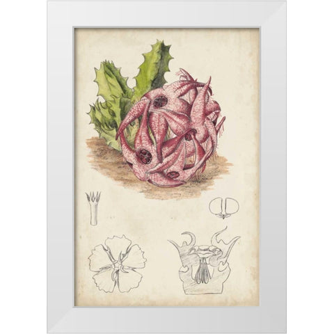 Antique Cactus III White Modern Wood Framed Art Print by Curtis