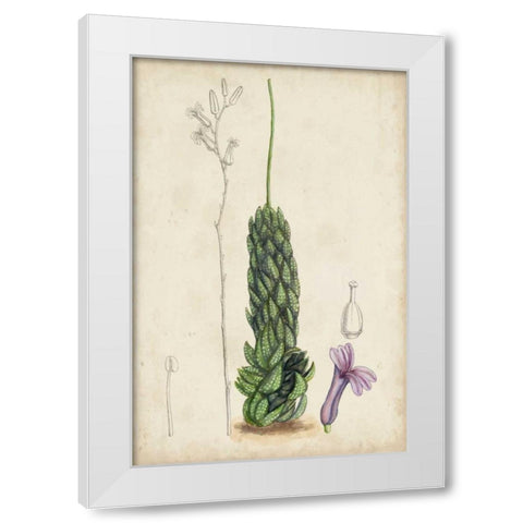 Antique Cactus IV White Modern Wood Framed Art Print by Curtis