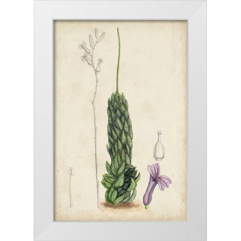 Antique Cactus IV White Modern Wood Framed Art Print by Curtis