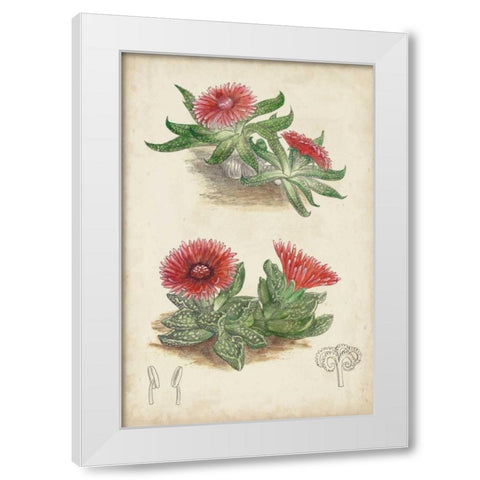 Antique Cactus V White Modern Wood Framed Art Print by Curtis