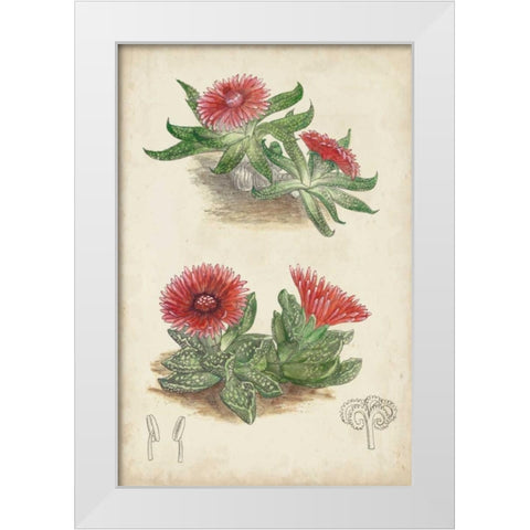 Antique Cactus V White Modern Wood Framed Art Print by Curtis