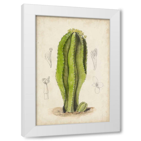 Antique Cactus VI White Modern Wood Framed Art Print by Curtis