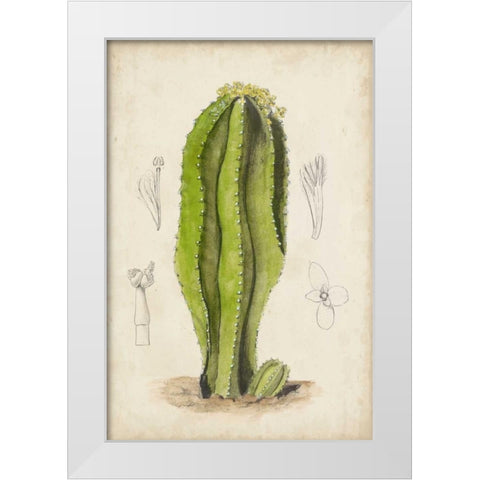 Antique Cactus VI White Modern Wood Framed Art Print by Curtis