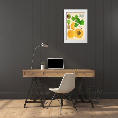 Apricot Study II White Modern Wood Framed Art Print by Wang, Melissa