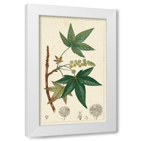 Turpin Maple Tree  White Modern Wood Framed Art Print by Turpin