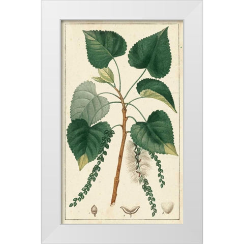 Turpin Poplar Tree  White Modern Wood Framed Art Print by Turpin