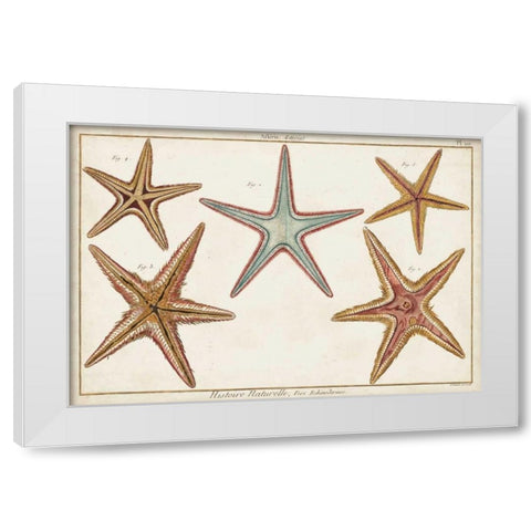 Starfish Naturelle I White Modern Wood Framed Art Print by Diderot, Denis