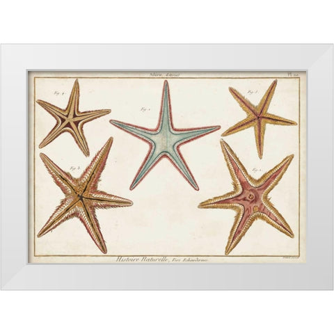Starfish Naturelle I White Modern Wood Framed Art Print by Diderot, Denis